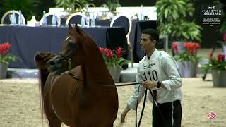 El Jadida 2024 Moroccan Arab Horse Breeders Cup Class 9 [upl. by Claude]