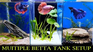 Multiple Betta Tank Setup  How To Keep Multiple Betta In A Tank [upl. by Aaron]