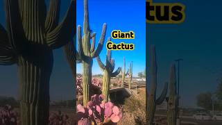 Saguaro Cactus in the Arizona Desert [upl. by Marabelle]