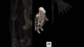 Introduction to Human Skeletal System  Axial Skelton  Appendicular Skeleton [upl. by Vento]