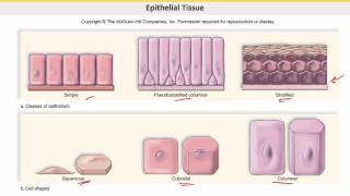 علم الحيوان Zoology  الوحدة 6  Pseudostratified and stratified [upl. by Talbert271]