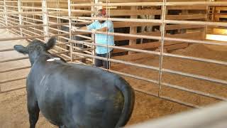 ☆ loading a stubborn bull that didnt want to get in the trailer at a cattle auction in Georgia ☆ [upl. by Anesuza]