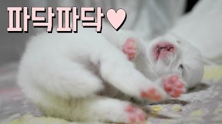 파닥파닥거리는 포메라니안 새끼 태어난지 13일째 pomeranian puppy [upl. by Gery]