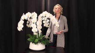 Orchid Arrangement Grandioso White by Orchid Diva NYC [upl. by Eelir]