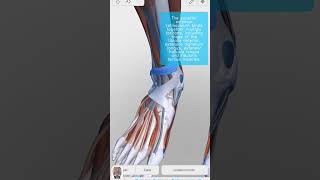 Visual Anatomy 3D  Facts about the Superior extensor retinaculum of ankle foot anatomy [upl. by Attaynik]