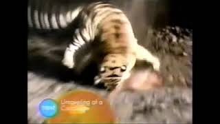 Animal Face Off  Lion Vs Tiger Full doc in description [upl. by Esli]