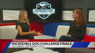 Incredible Dog Challenge Finals [upl. by Iahcedrom333]