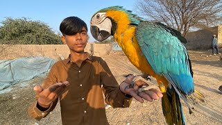 Finally Macaw Parrot handtame ho gaya [upl. by Enilraep]