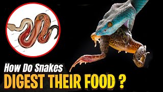 How Do Snakes Digest Their Food [upl. by Kliman]