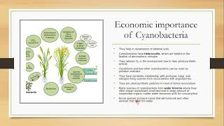 Cyanobacteria and Nostoc Blue green algae [upl. by Benjamin]