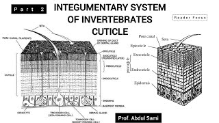 INTEGUMENTARY SYSTEM in Invertebrates The CUTICLE  BS Zoology animals zoology skin [upl. by Janetta15]