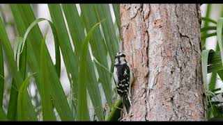 Downy Woodpecker [upl. by Adnaval]