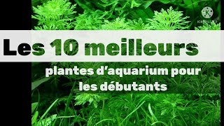 Les 10 meilleurs plantes d’aquarium pour les débutants [upl. by Haeli552]