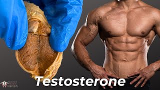 Everything Testosterone Does to Men And a Little Bit to Women [upl. by Lib576]