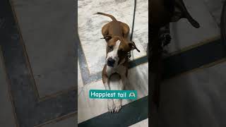 Happiest tail bruno pet animals animalfacts pitbull pitbulldog ytshorts viralshort trending [upl. by Silrak695]