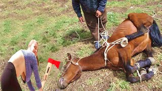 HORRIBLE Hoof Smell Fixed Farm Horse 2024 HOOF Restoration Success [upl. by Noeled]