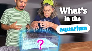 Episode 230  whats in the aquarium ft ma mère [upl. by Atalaya]