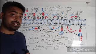 glycosylation  Nlinked glycosylation amp Olinked glycosylation part5 Dolichol Phosphate [upl. by Kcinimod385]