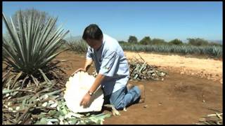 Campo Abierto  Características del Agave Tequilana Weber Variedad Azul [upl. by Whittaker]