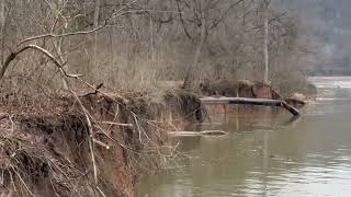 Ancient Shagbark Hickory Taken By The River [upl. by Artcele894]