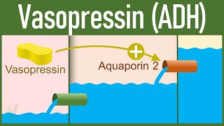 Vasopressin Release and Mechanism of action  Antidiuretic Hormone [upl. by Attenwad]