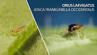 Orius laevigatus ataca Frankliniella occidentalis [upl. by Arval365]