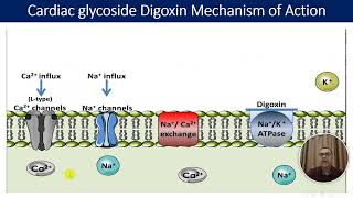 Lecture 2 Cardiac glucoside Part 2 II Hamdan Hegazi [upl. by Ahsekin]