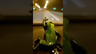 quotSpeedy Frogs Evening Journey in the Capitalquot [upl. by Aida]