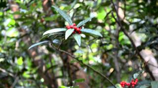 「香港中草藥探索之旅」植物導賞影片  小羅傘 Ardisia lindleyana [upl. by Petes]