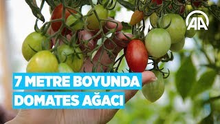 7 metre boyunda domates ağacı [upl. by Unhsiv]