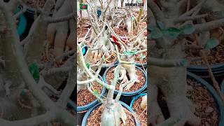 Adenium Arabicum repotting bonsai adenium plants shorts viral desertrose adeniumarabicum [upl. by Analla]