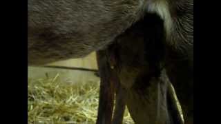 Whats Your Diagnosis 4122013 at Upstate Equine Medical Center [upl. by Lede337]