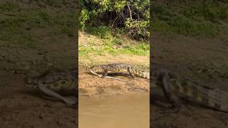 Yacare Caiman with Beni Anaconda kill Rurrenabaque Bolivia [upl. by Maurizia]