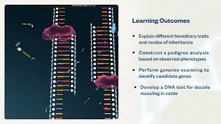 Animal Genetics  Virtual Lab [upl. by Tteve]