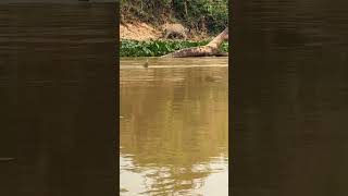 Big Cat Watch Worlds Largest Rodents Swim [upl. by Soren]