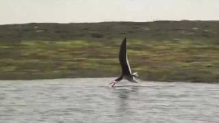 Black skimmer Rynchops niger feeding [upl. by Yelik523]