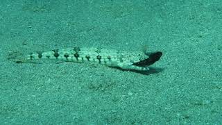 Lizardfish eating a grouper [upl. by Elyl391]