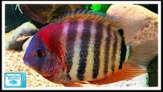 Severum Cichlid Care and Breeding A Large Center Piece Fish [upl. by Donaghue]