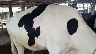 competition level  Hf cow for sale  9812888886 milk capacity 50 lit Karnal Haryana [upl. by Dorice]