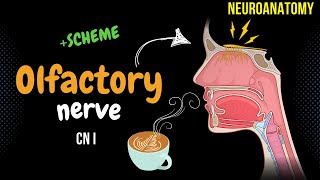 CN 1 Olfactory Nerve DETAILED Scheme  Animation [upl. by Oderf380]