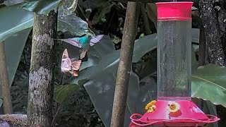 The Chase Is On Butterfly Stays In Pursuit Of Hummingbird At Panama Fruit Feeders – July 4 2024 [upl. by Atiraj]