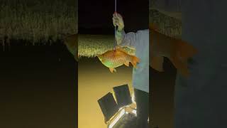 Record size goldfish fishing fish hunting trending record fyp [upl. by Sapers]