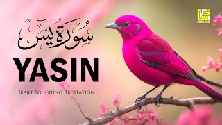 Subhan ALLAH Beautiful Quran recitation voice  Surah Yasin Yaseen سورة يس  Zikrullah TV [upl. by Ardnwahsal454]