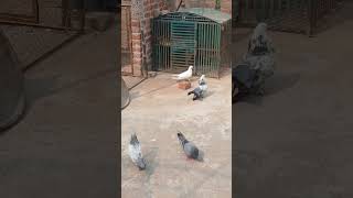 pigeon fancypigeonlover foryou forupage romjanbhaifancypigeonsfarm kabutar birds [upl. by Asecnarf]