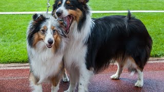 Training Your Shetland Sheepdog Choosing the Right Method [upl. by Aitak]