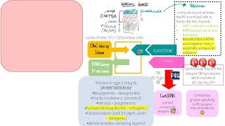 Apparent Mineralocorticoid Excess AME without waffle  Adrenals  ESR [upl. by Ahcsrop455]