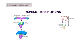 Embryology of CNS  Neuroanatomy [upl. by Notle44]