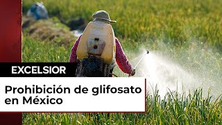 La prohibición del glifosato en México genera riesgos para el sector [upl. by Aikym458]