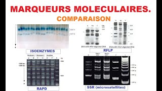 Education Marqueurs moléculaires Molecular markers مؤشرات جزيئية Comparaison [upl. by Mccully899]