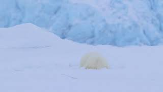 Juvenile female Polar bear Ursus maritimus hunting for seals at breathing holes Svalbard [upl. by Anitram]